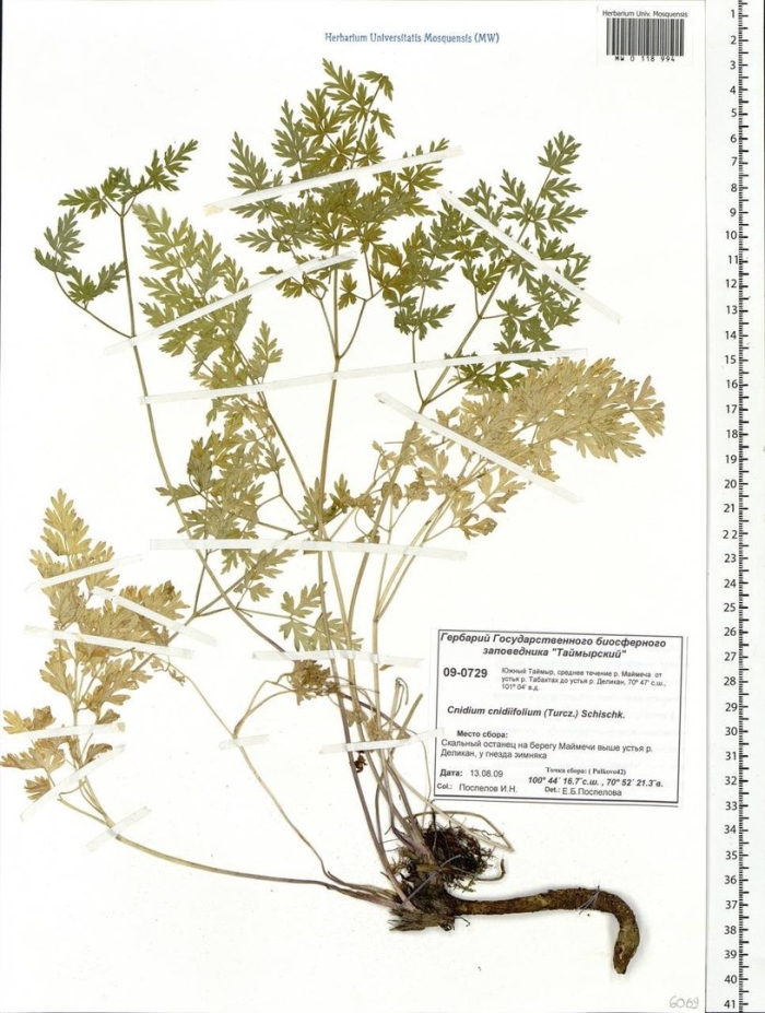 Экстракт жгун-корня
