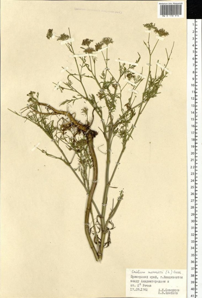 Сапожникова растопыренная