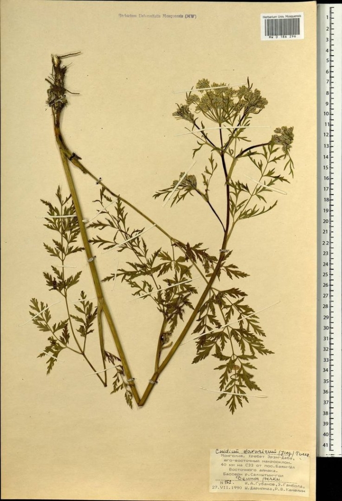 Pleurospermum camtschaticum
