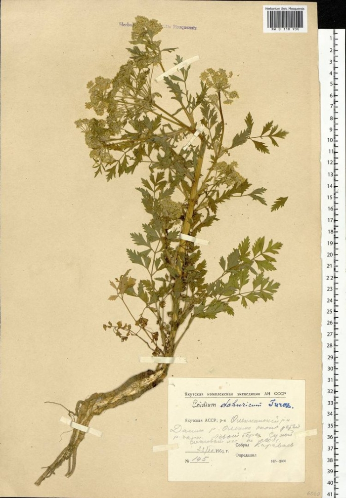 Болиголов пятнистый гербарий