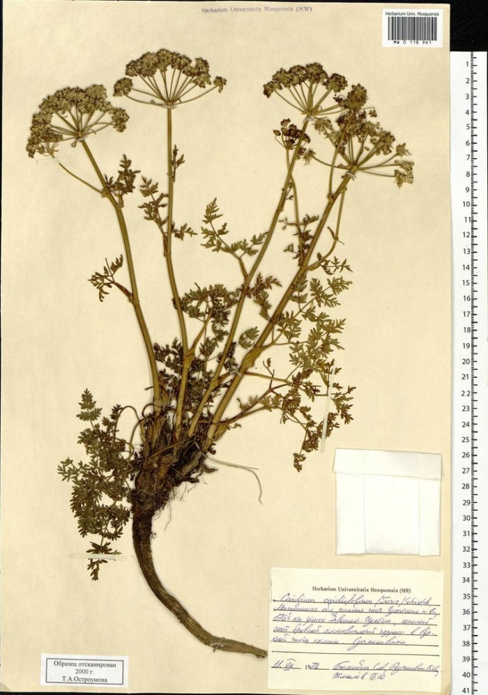 Жгун-корень моннье