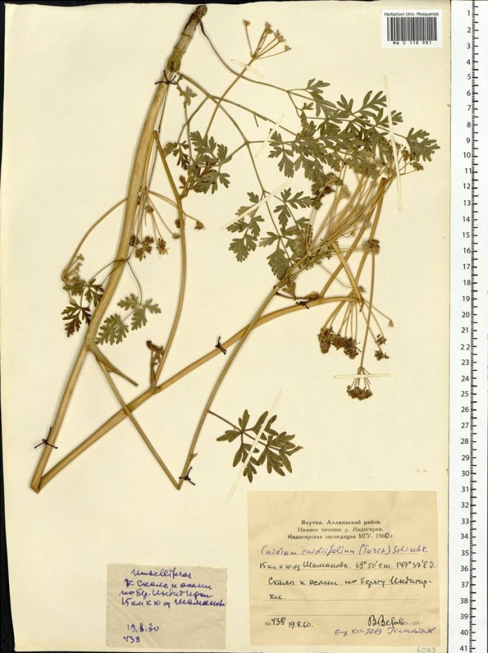 Chaerophyllum prescottii - бутень прескотта