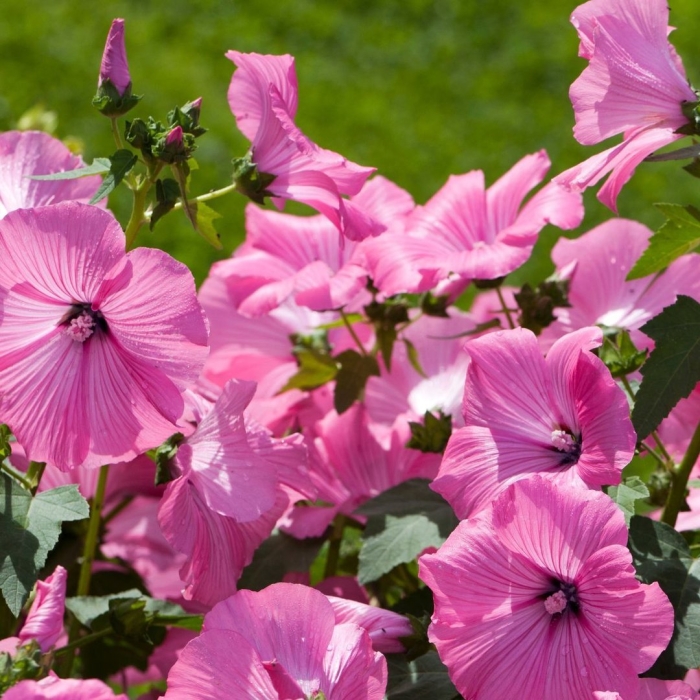 Лаватера хатьма