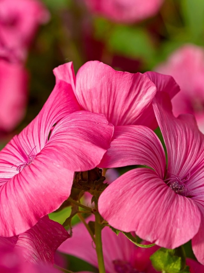 Лаватера lavatera