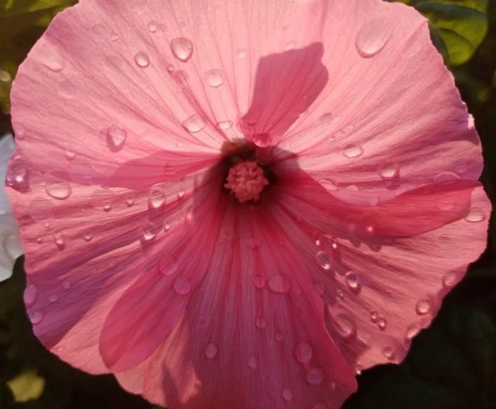 Лаватера рубиновая королева