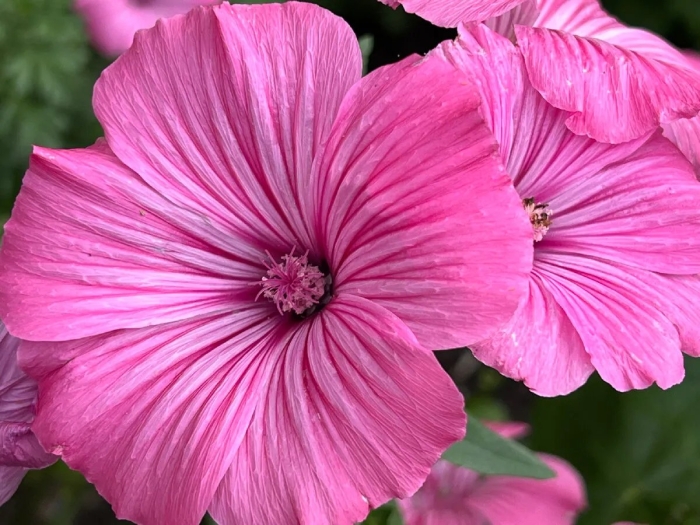 Лаватера низкорослая сорта