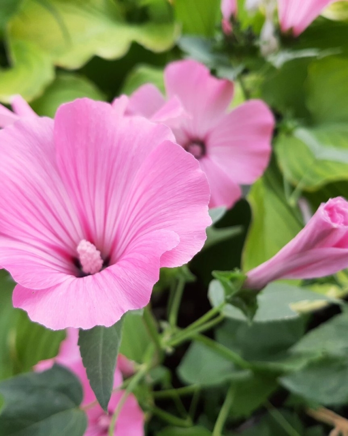 Лаватера красотка розовая