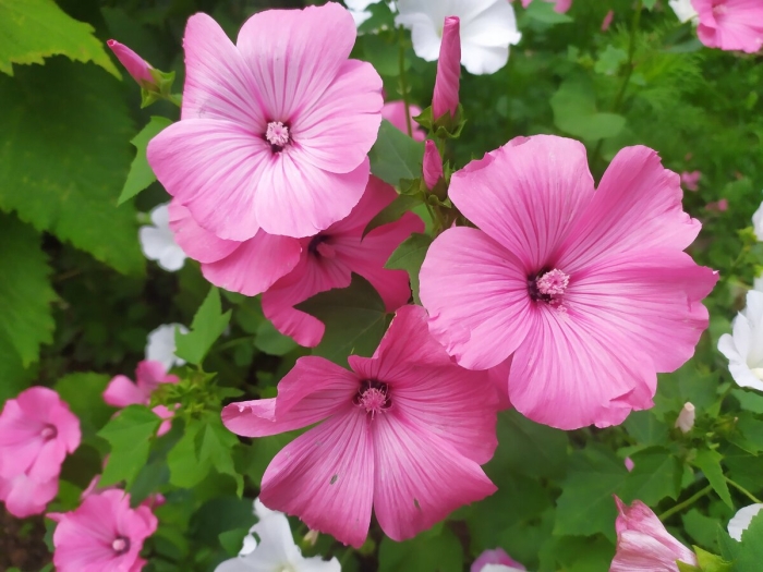 Цветок лаватера