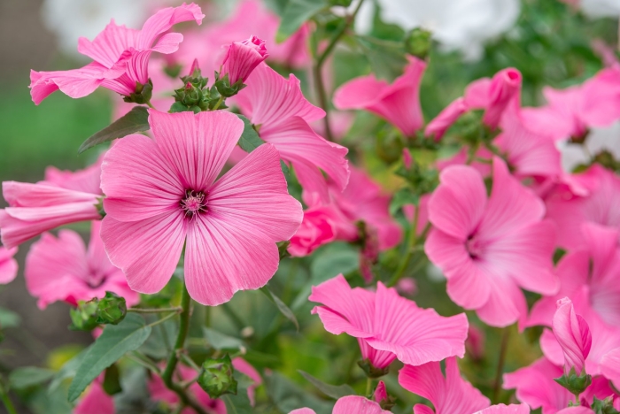 Лаватера низкорослая сорта