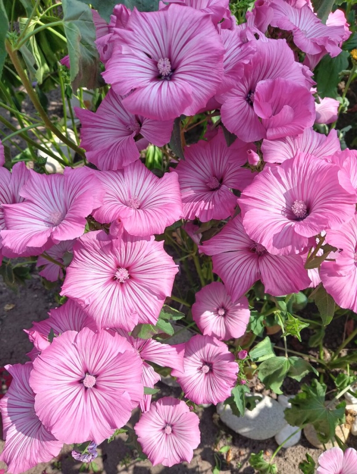 Мальва лаватера