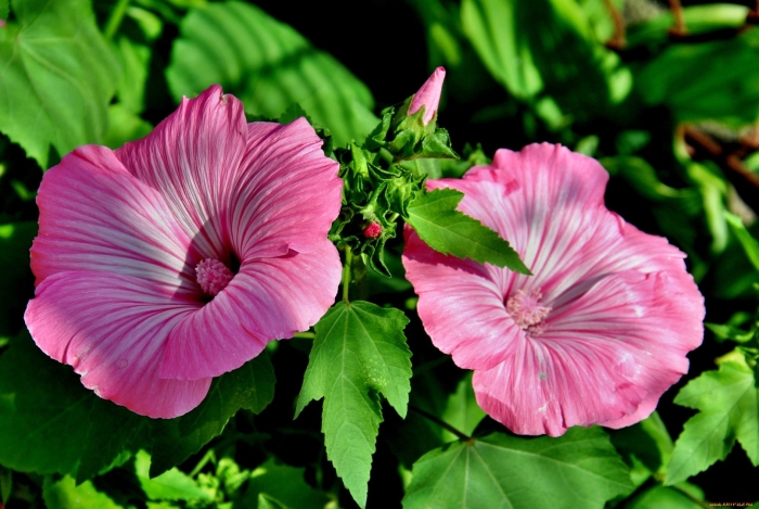 Лаватера лилак леди