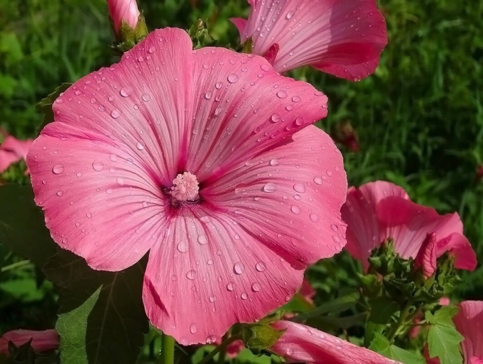 Лаватера рубиновая