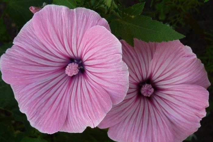 Лаватера тюрингенская