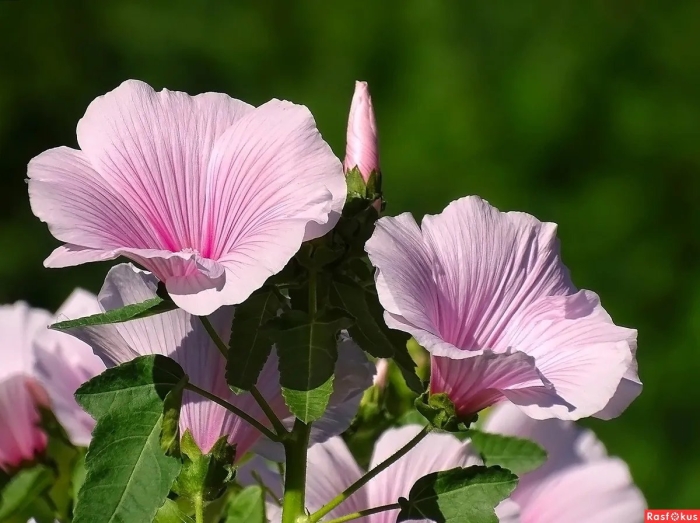 Лаватера многолетняя