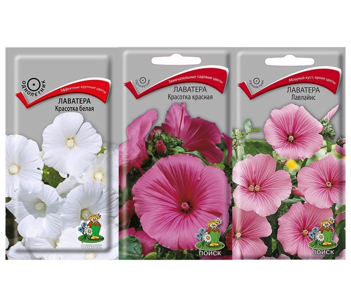 Лаватера садовая роза