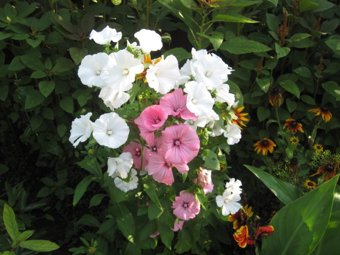 Лаватера однолетняя смесь окрасок