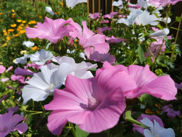 Мальва лаватера