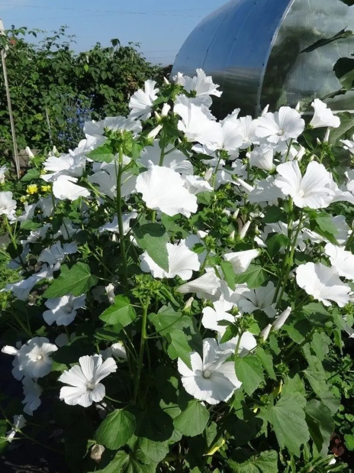 Лаватера монблан