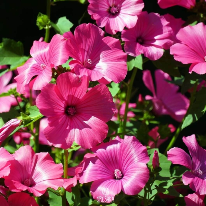 Лаватера хатьма