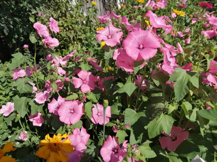 Лаватера однолетняя