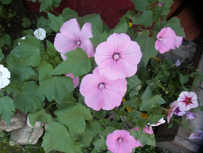 Мальва лаватера