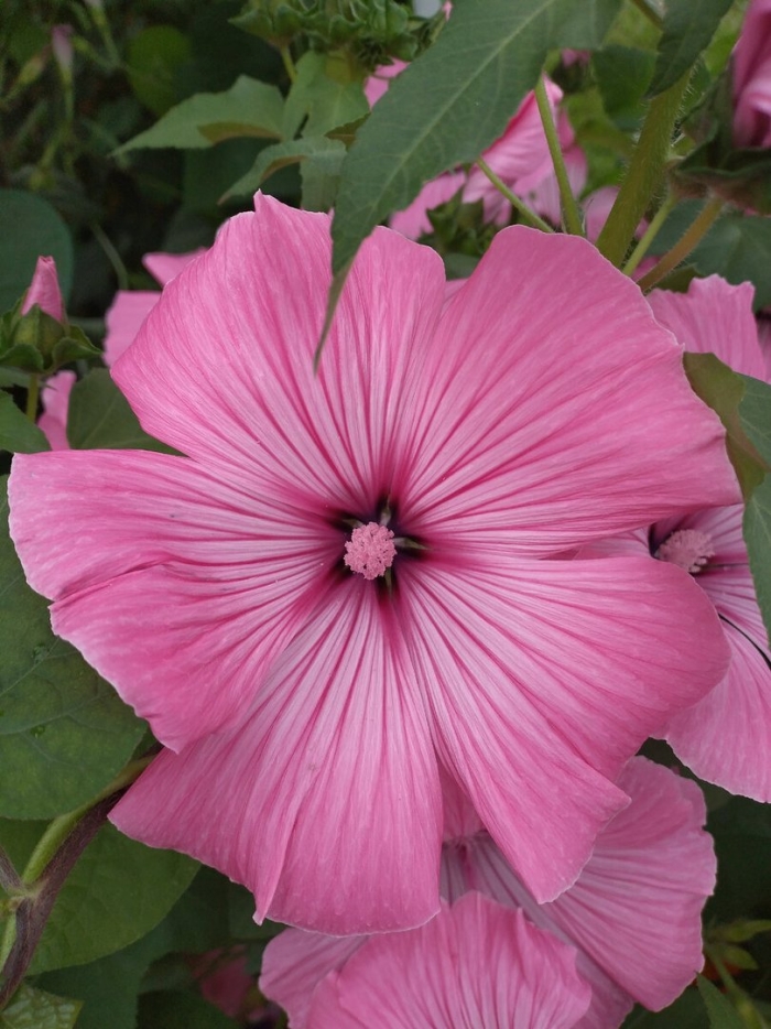 Лаватера однолетняя