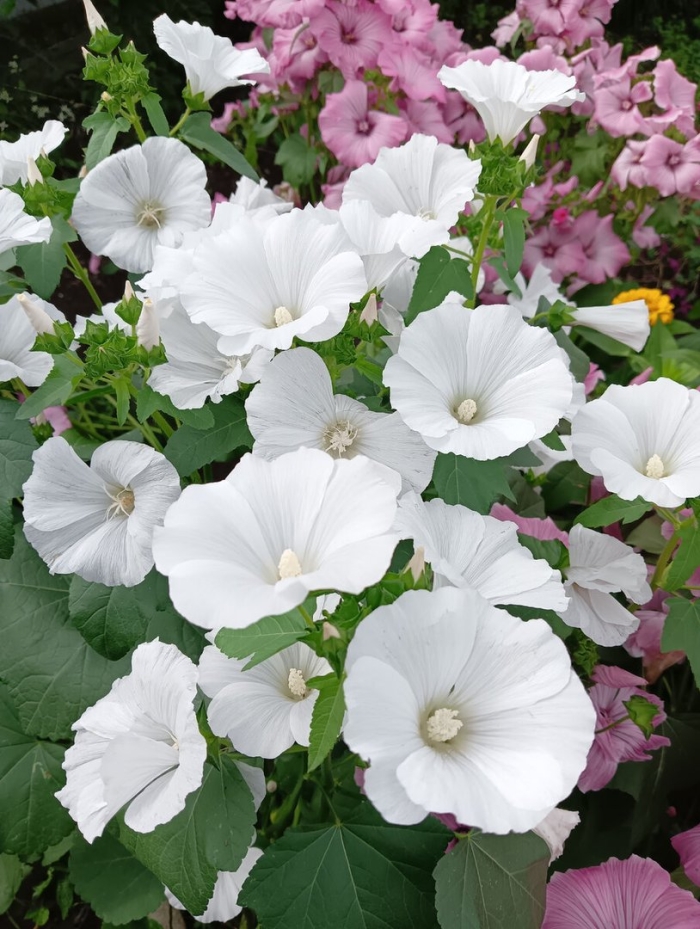 Семена лаватера