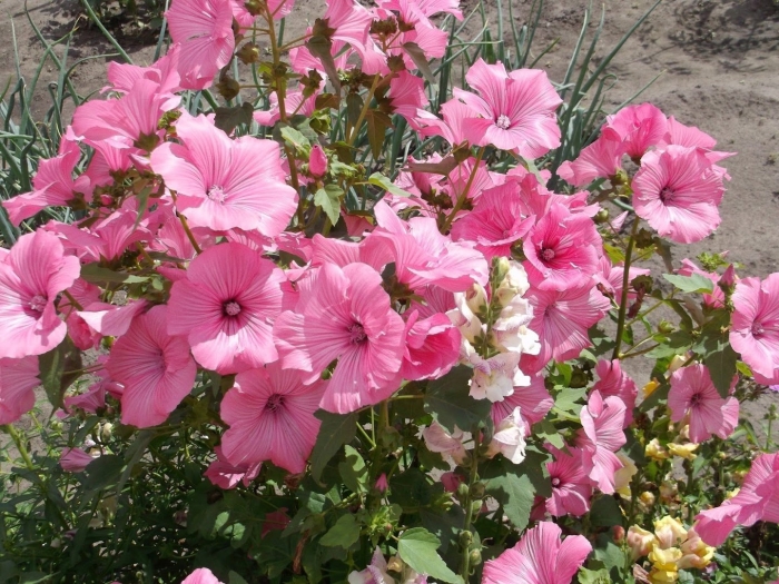 Лаватера великолепная