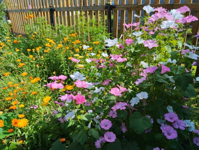 Огородные цветы