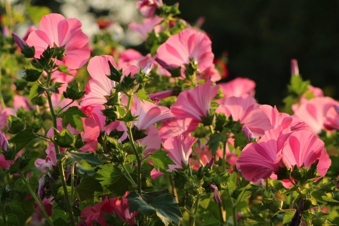 Лаватера розовая