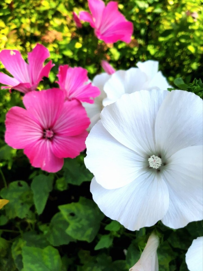 Лаватера цветок