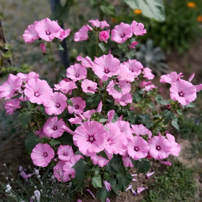 Лаватера великолепная