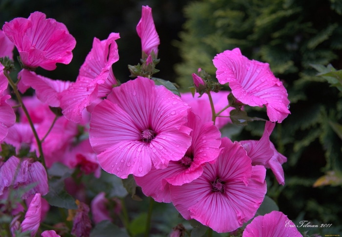 Мальва лаватера