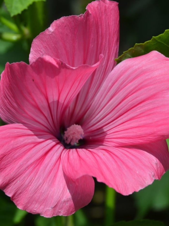 Лаватера красотка красная