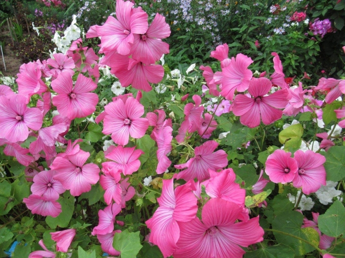 Лаватера монт розе