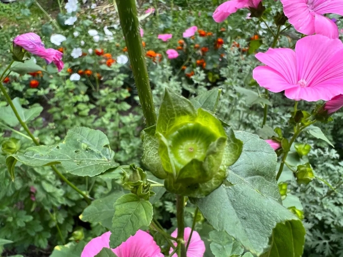 Лаватера малопа