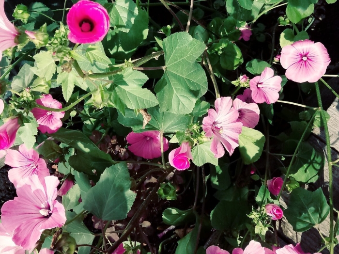 Лаватера выращивание из семян