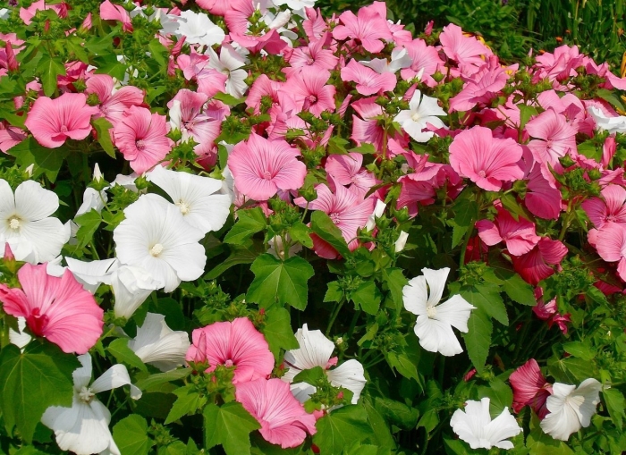 Лаватера трехмесячная