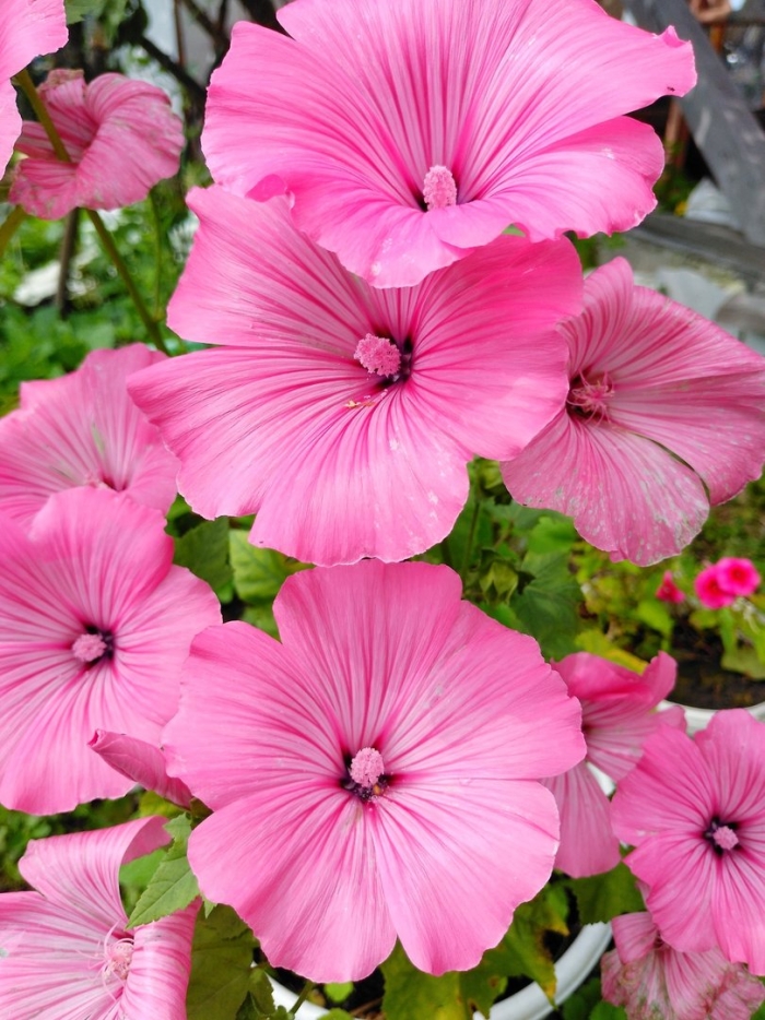 Лаватера удивительный мир смесь сортов