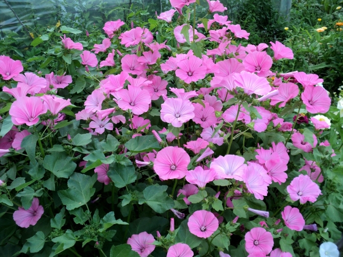 Лаватера многолетняя