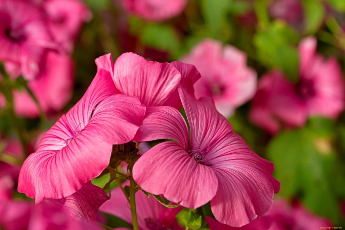 Лаватера лавлайнс