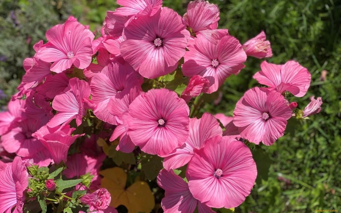 Лаватера малопа