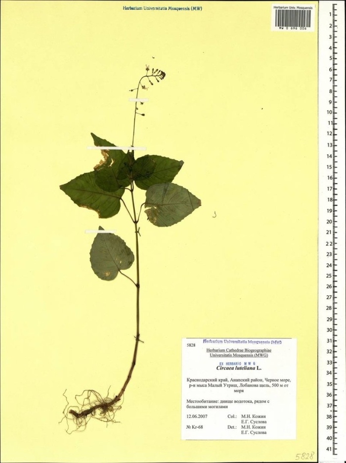 Гречиха посевная гербарий