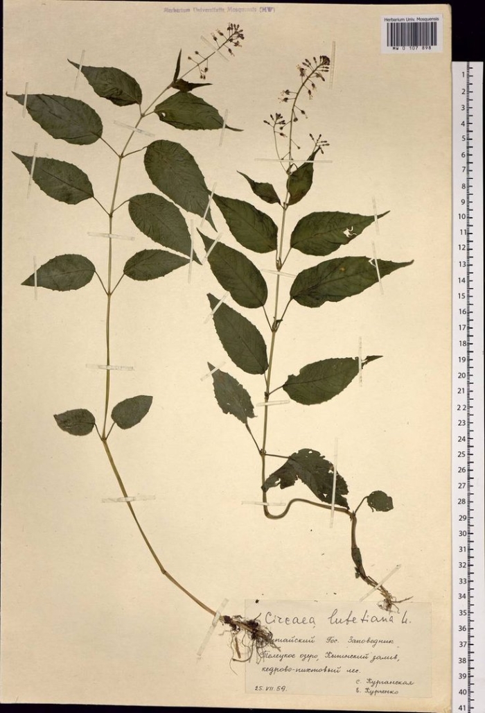 Гербарии растений