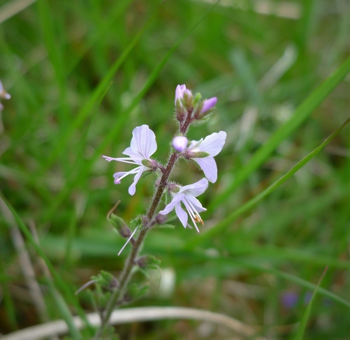 Вероника лекарственная трава