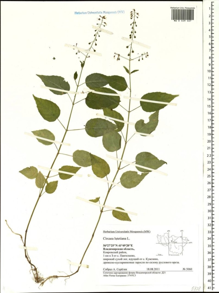 Черемуха обыкновенная гербарий
