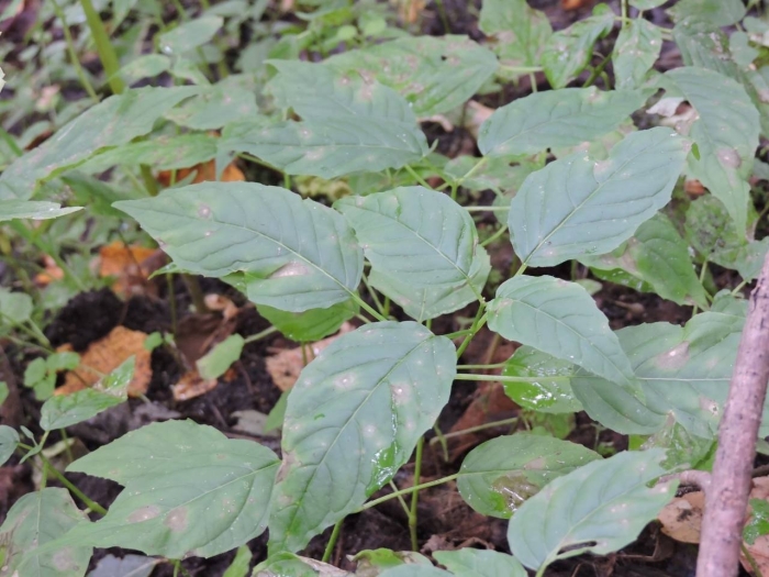 Женьшень растение