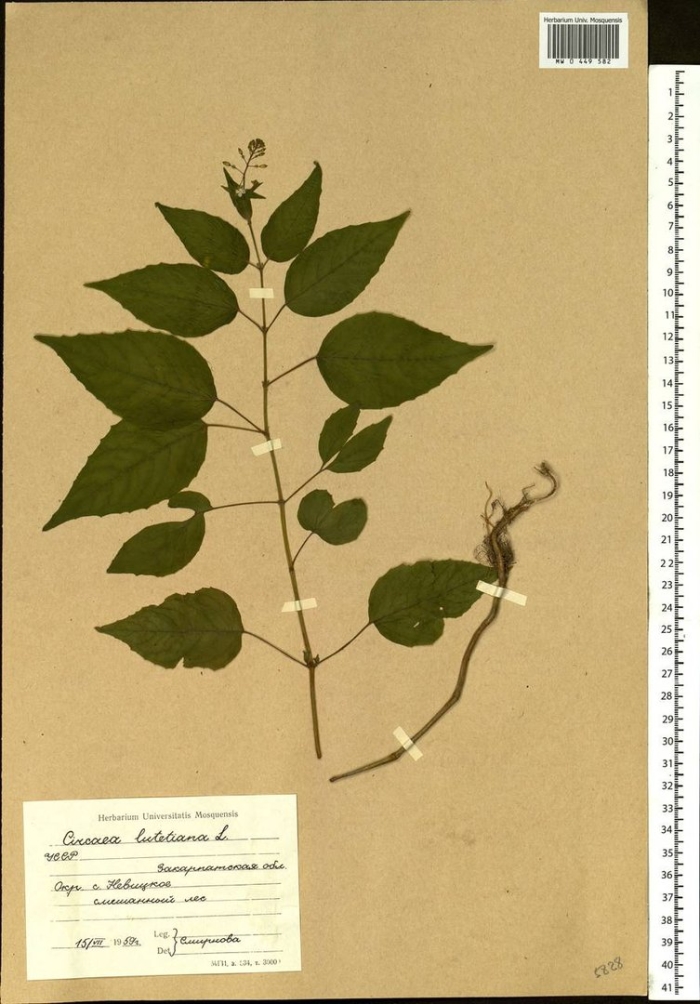 Растения в природе