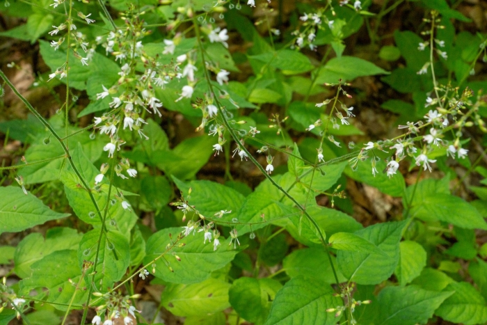 Circaea lutetiana