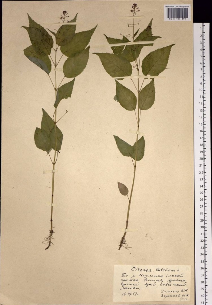 Диоскорея кавказская - dioscorea caucasica lipsky